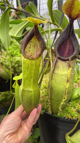 Nepenthes spathulata BE-3175 *CONFIRMED FEMALE*