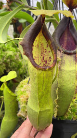 Nepenthes spathulata BE-3175 *CONFIRMED FEMALE*