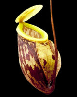 Nepenthes glabrata BE-4622 (Special mix of rooted cuttings)