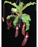 Nepenthes densiflora x robcantleyi BE-3573