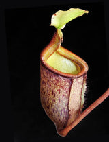 Nepenthes palawanensis BE-3651