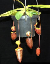 Nepenthes palawanensis BE-3651