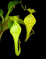 Nepenthes chaniana BE-3673