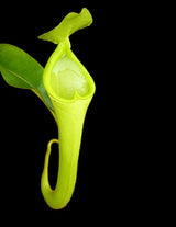 Nepenthes chaniana BE-3673