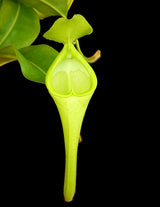 Nepenthes chaniana BE-3673