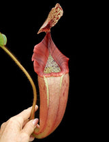 Nepenthes glandulifera x veitchii BE-3689