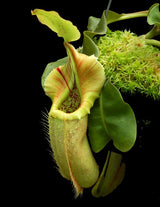 Nepenthes robcantleyi 'Queen of Hearts' x veitchii (Sungai Samba lowland) BE-3700