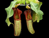 Nepenthes robcantleyi 'Queen of Hearts' x veitchii (Sungai Samba lowland) BE-3700