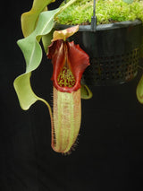 Nepenthes robcantleyi 'Queen of Hearts' x veitchii (Sungai Samba lowland) BE-3700