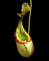Nepenthes burbidgeae x veitchii BE-3723