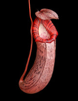 Nepenthes spectabilis x ventricosa BE-3745