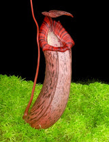 Nepenthes spectabilis x ventricosa BE-3745