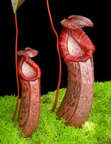 Nepenthes spectabilis x ventricosa BE-3745