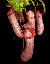 Nepenthes spectabilis x ventricosa BE-3745