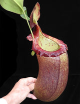 Nepenthes robcantleyi x (sibuyanensis x ventricosa) BE-3748 *PRE-SALE*