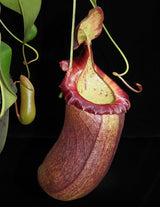 Nepenthes robcantleyi x (sibuyanensis x ventricosa) BE-3748 *PRE-SALE*