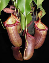 Nepenthes robcantleyi x (sibuyanensis x ventricosa) BE-3748 *PRE-SALE*