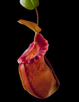 Nepenthes robcantleyi x (sibuyanensis x ventricosa) BE-3748