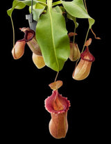 Nepenthes robcantleyi x (sibuyanensis x ventricosa) BE-3748