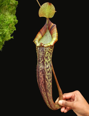 Nepenthes spectabilis x platychila BE-3760