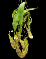 Nepenthes spectabilis x platychila BE-3760