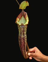 Nepenthes spectabilis x platychila BE-3760