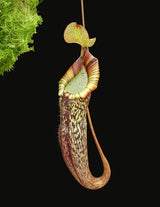 Nepenthes spectabilis x platychila BE-3760