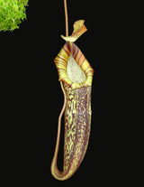 Nepenthes spectabilis x platychila BE-3760