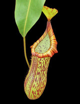 Nepenthes platychila x fusca BE-3847