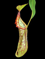 Nepenthes platychila x fusca BE-3847