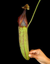 Nepenthes robcantleyi "Queen of Hearts" x zakariana ‘Crocker Road’ BE-3893