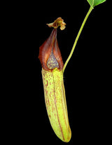 Nepenthes robcantleyi "Queen of Hearts" x zakariana ‘Crocker Road’ BE-3893