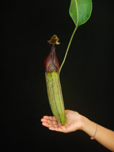 Nepenthes robcantleyi "Queen of Hearts" x zakariana ‘Crocker Road’ BE-3893