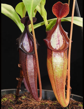 Nepenthes inermis x bongso (Natural Hybrid) BE-3897 *SEED-GROWN*