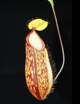 Nepenthes glabrata x hamata BE-3912