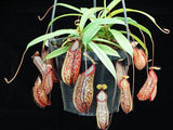 Nepenthes glabrata x hamata BE-3912