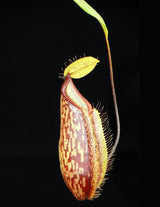 Nepenthes glabrata x hamata BE-3912