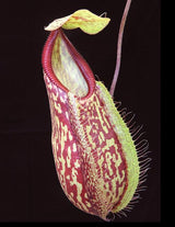 Nepenthes glabrata x hamata BE-3912