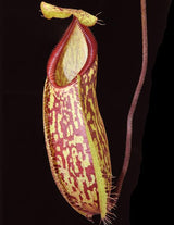 Nepenthes glabrata x hamata BE-3912