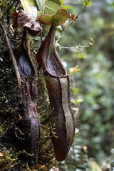 Nepenthes izumiae BE-3925