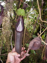 Nepenthes izumiae BE-3925