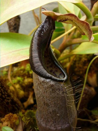 Nepenthes izumiae BE-3925