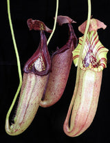 Nepenthes robcantleyi x burbidgeae BE-3935