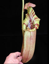 Nepenthes robcantleyi x burbidgeae BE-3935