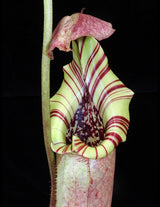 Nepenthes robcantleyi x burbidgeae BE-3935