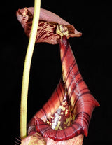 Nepenthes robcantleyi x burbidgeae BE-3935