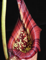 Nepenthes robcantleyi x burbidgeae BE-3935