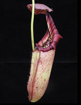 Nepenthes robcantleyi x burbidgeae BE-3935