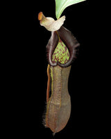 Nepenthes ramispina x robcantleyi BE-3939 *PRE-SALE*