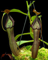 Nepenthes ramispina x robcantleyi BE-3939 *PRE-SALE*